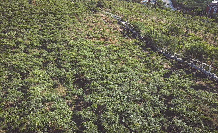 Aunque usted no lo crea, en Barranquilla tenemos bosques urbanos