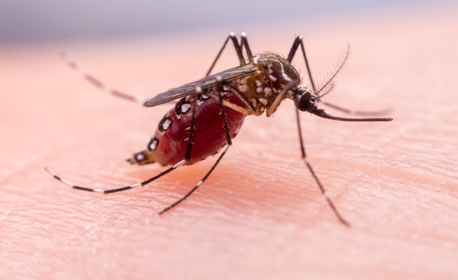 Durante la temporada invernal, extreme cuidados para prevenir el dengue