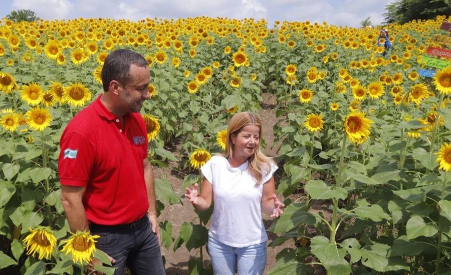 “La Ruta del Girasol en Galapa beneficia a más de 100 familias que trabajan en el proyecto”: Elsa Noguera