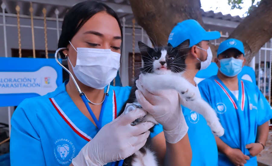 En las jornadas de Bienestar Animal del Atlántico, se esterilizaron 3.263 caninos y felinos durante el primer semestre de 2022