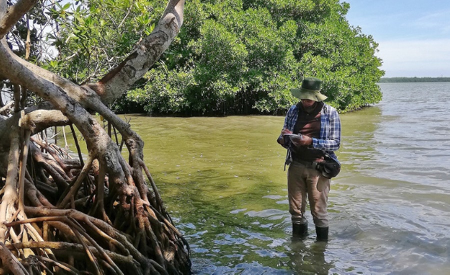 Un estudio en torno al gran filtro natural de CO2 de los mangles de la Ciénaga de Mallorquín