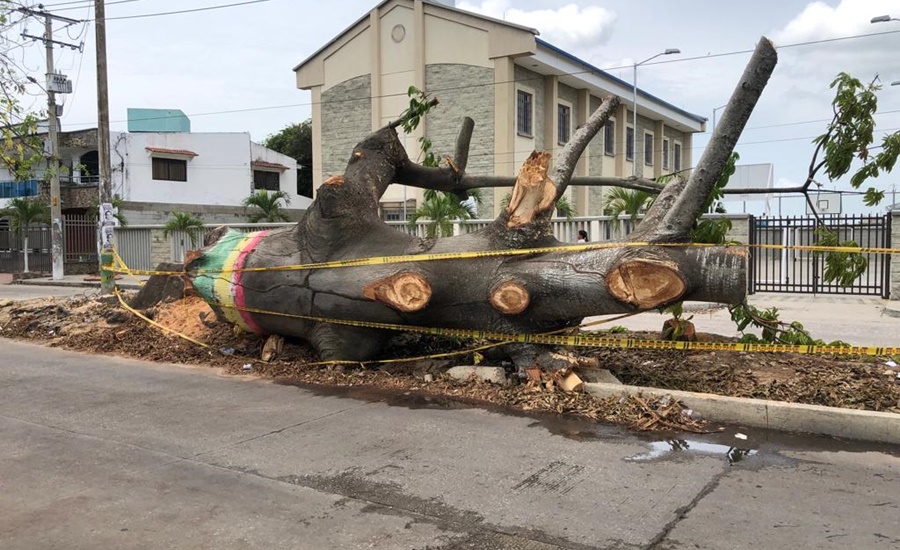 Alcaldía de Malambo aclara que tala de árbol en El Concorde tiene permiso de la CRA