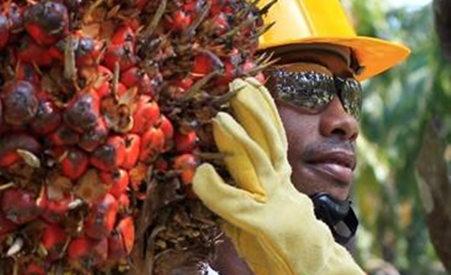 Producción de aceite de palma creció 2,6% a junio 2022 frente al mismo periodo 2021