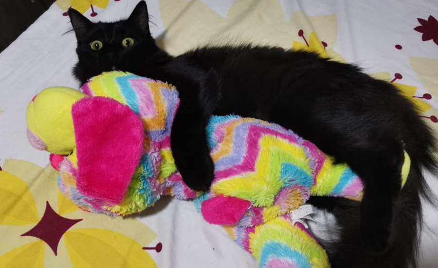 Buscan a ‘Triny’ una gatica de tres paticas que se perdió en San Felipe