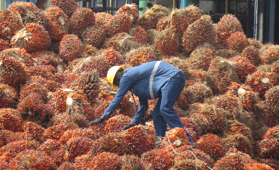 Producción de aceite de palma en primeros dos meses de 2023 presenta dinámica y crecimiento de 5,0 % frente al mismo periodo 2022