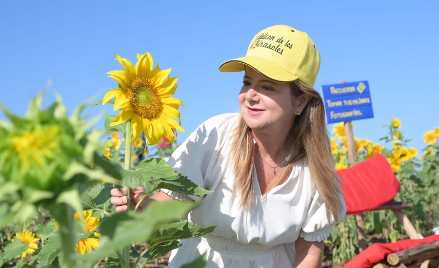 La Ruta del Girasol vuelve a Baranoa