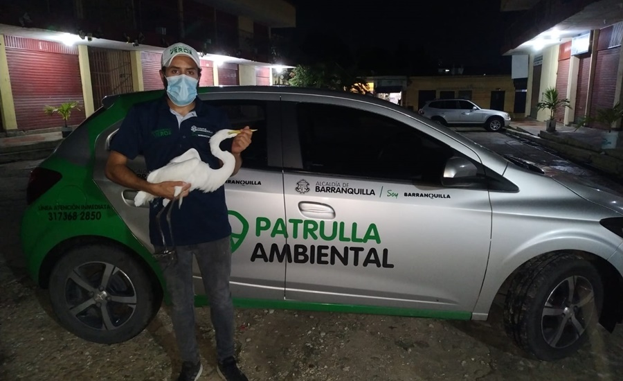 1.753 animales víctimas de tráfico ilegal han sido devueltos a su hábitat natural