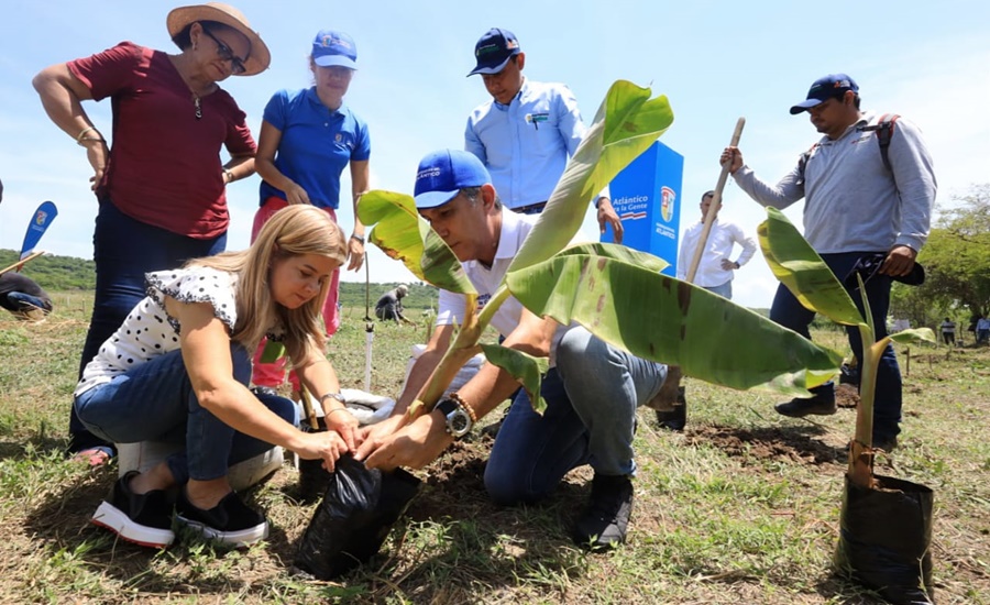 «Por primera vez, en el sur del Atlántico empieza la siembra tecnificada de plátano»: Elsa Noguera