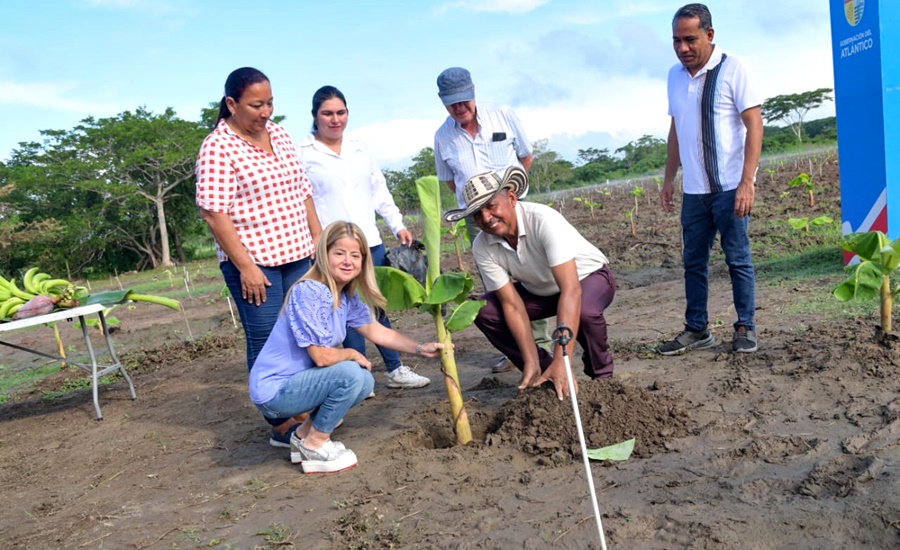 «El renacer del campo en Santa Lucía y Suan ya es una realidad, con la siembra de plátano y próximamente cacao»: Elsa Noguera