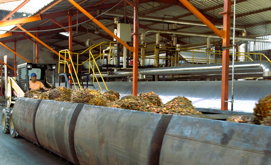 Producción de aceite de palma alcanza 1,6 millones de toneladas entre enero y octubre de 2023