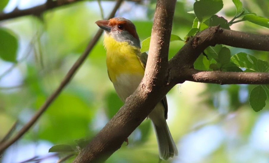 35 especies de aves fueron registradas en Uninorte en el Global Big Day