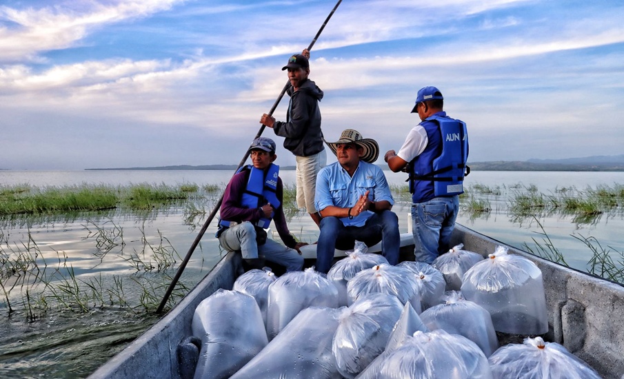 Inicia ‘Plan + Pescao’ con repoblamiento masivo de bocachico en el Atlántico
