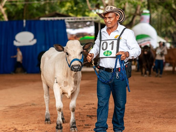 Montería hizo historia con la primera feria de ganadería en Colombia conectada a Starlink