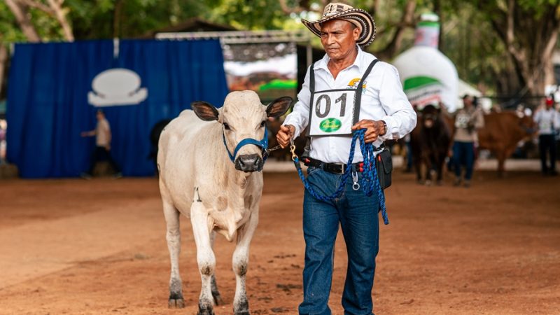 Montería hizo historia con la primera feria de ganadería en Colombia conectada a Starlink