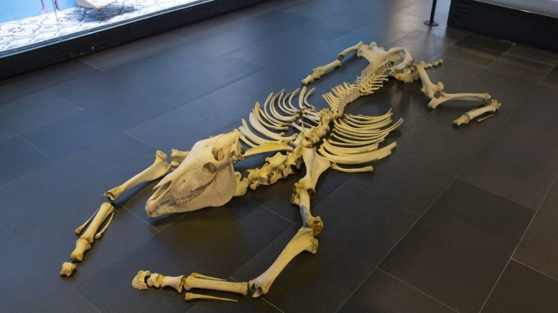 Abierta la convocatoria JAGÜEY: encuentros de arte en el Caribe