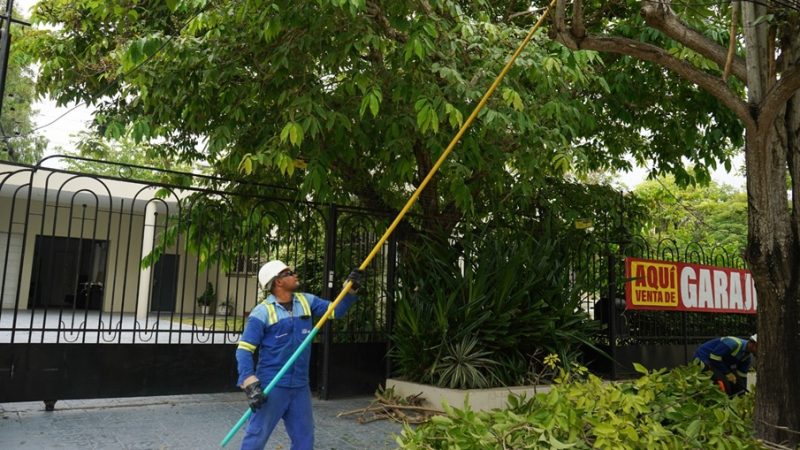 Air-e Intervenida intensifica poda de árboles para prevenir riesgos eléctricos