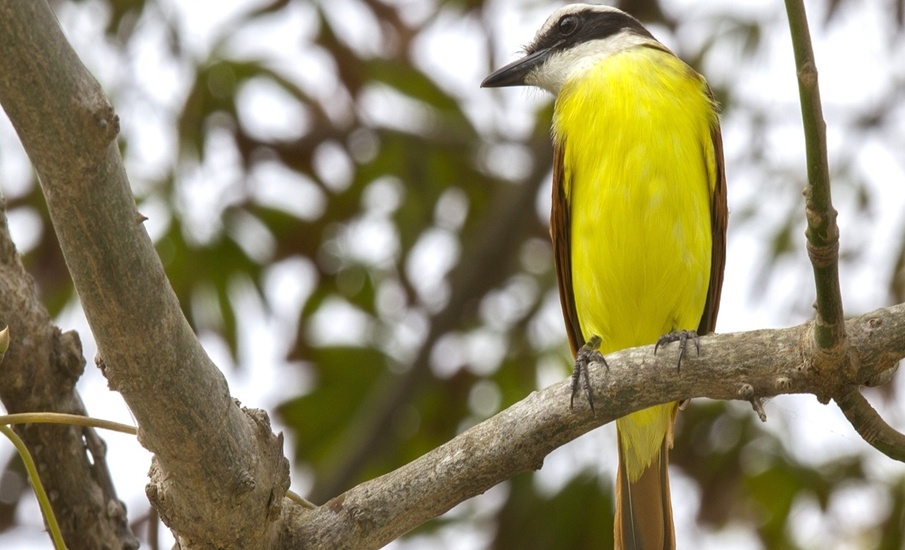 Ecocampus presenta los protocolos para el manejo de la fauna silvestre en Uninorte