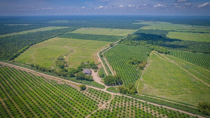 Gremca, primera palmicultora en el mundo en certificar sus productoscomo libres de deforestación