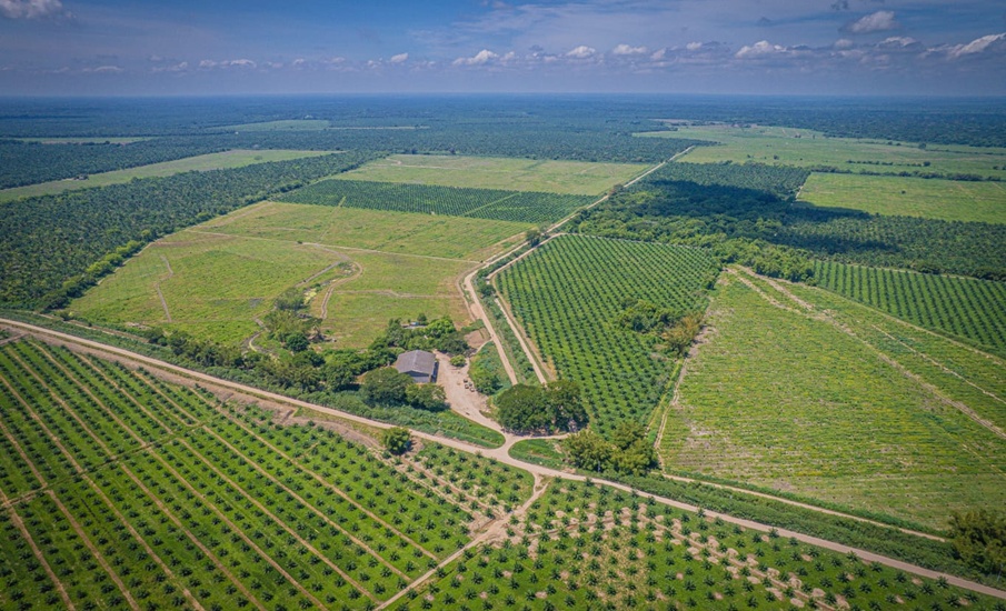 Gremca, primera palmicultora en el mundo en certificar sus productoscomo libres de deforestación