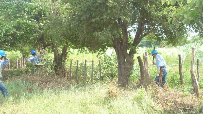 Labores de poda preventiva en San José de Saco y zona rural de Piojó