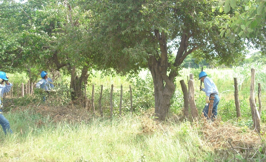 Labores de poda preventiva en San José de Saco y zona rural de Piojó