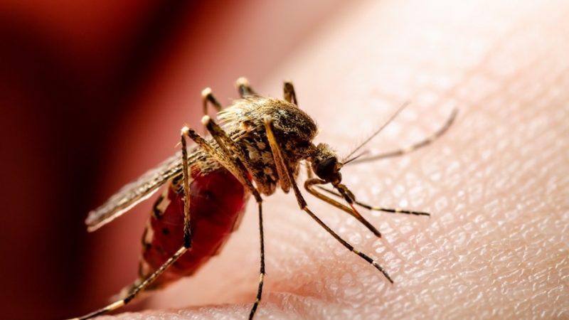 Recomendaciones desde Nueva EPS para evitar complicaciones por fiebre amarilla en el fin de año