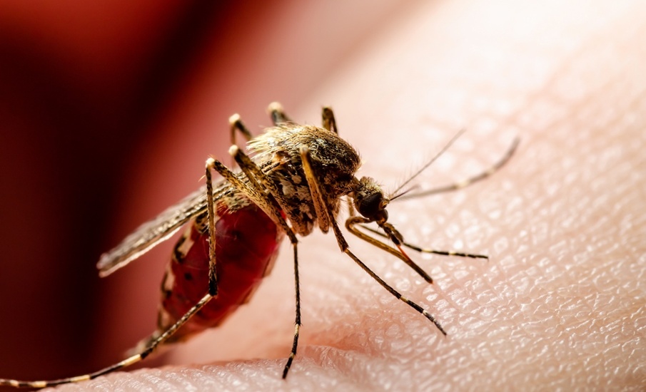 Recomendaciones desde Nueva EPS para evitar complicaciones por fiebre amarilla en el fin de año