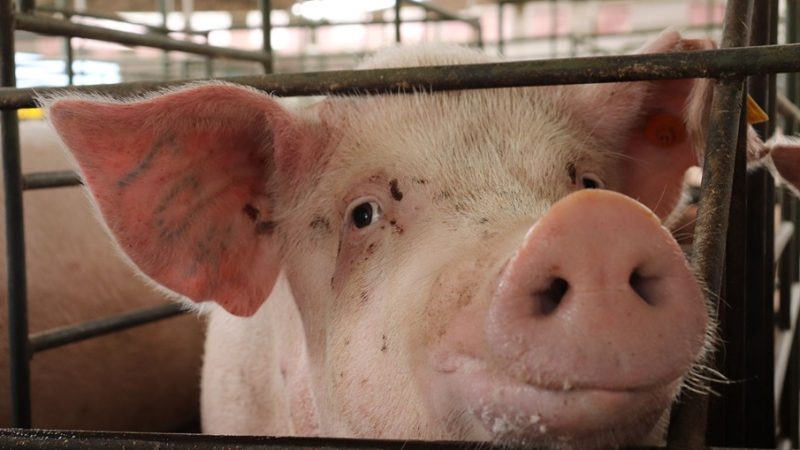 La porcicultura colombiana le apuesta a la innovación y la sostenibilidad