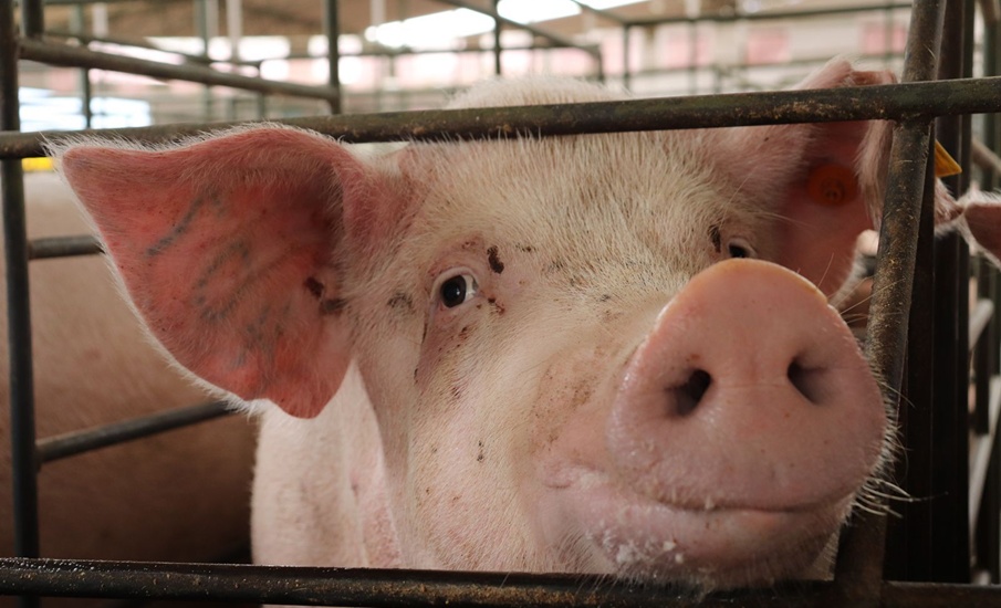 La porcicultura colombiana le apuesta a la innovación y la sostenibilidad