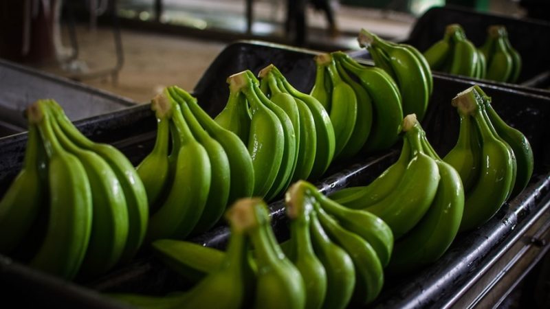 El precio del dólar amenaza la sostenibilidad del sector bananero colombiano