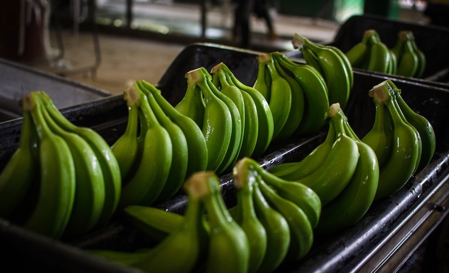 El precio del dólar amenaza la sostenibilidad del sector bananero colombiano
