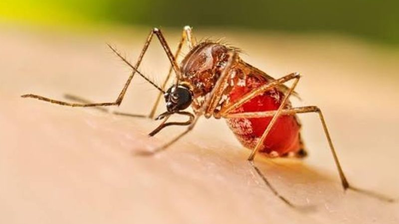 Asamblea prepara acciones contra el dengue y urge atención por afectaciones al agro del Atlántico