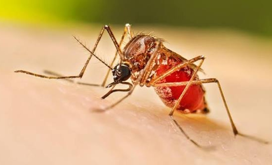 Asamblea prepara acciones contra el dengue y urge atención por afectaciones al agro del Atlántico